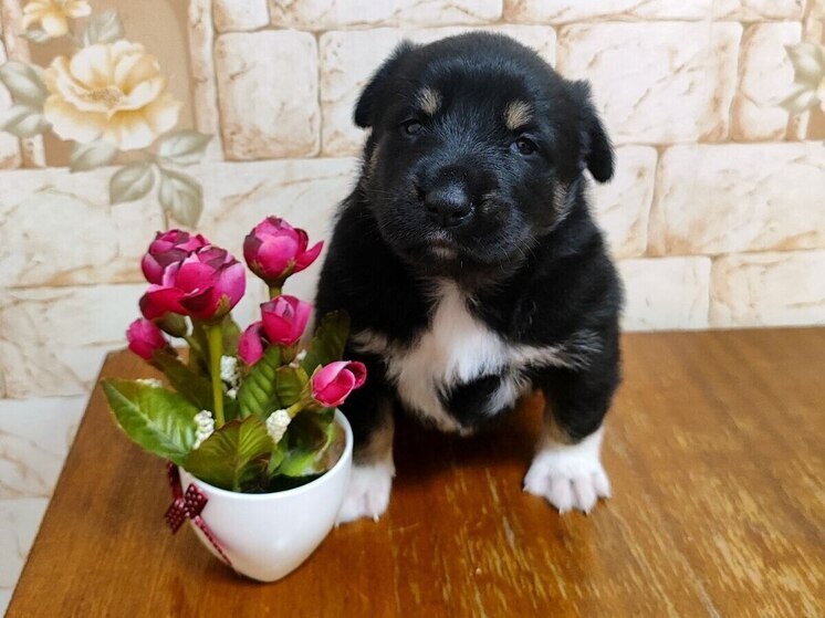 В Ингушетии началось строительство первого в республике приюта для бездомных животных