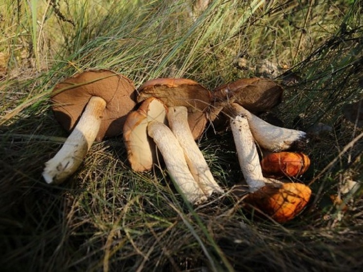 Волгоградцам перечислили признаки, по которым можно распознать ядовитые грибы