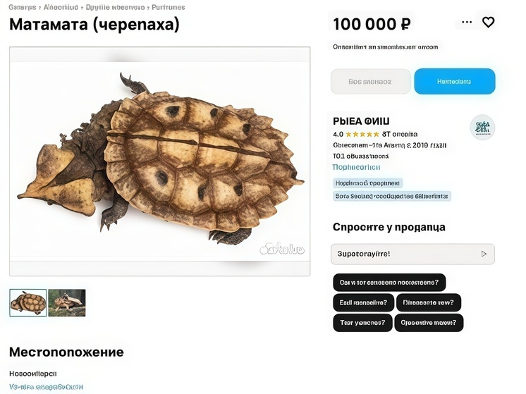В Новосибирске продают редкую южноамериканскую черепаху Матамата за 100 тысяч рублей