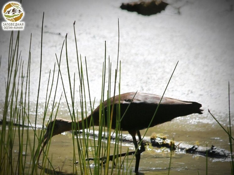 В нацпарке «Алания» заметили редкую птицу