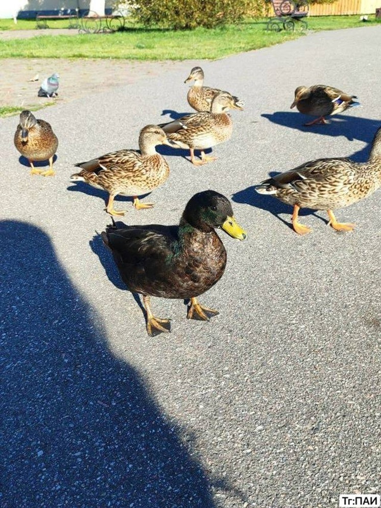 Необычная находка в Себеже: рыбак запечатлел редкую породу уток из США