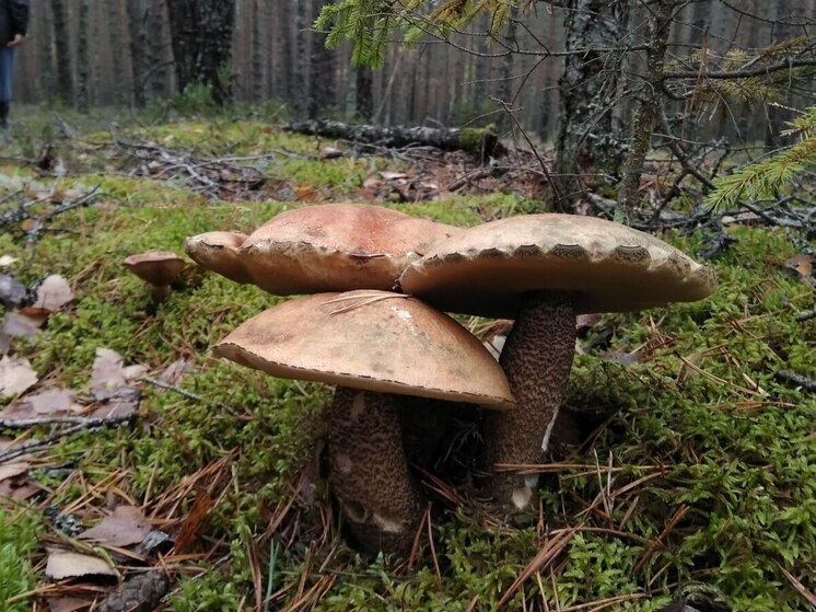 На Куршской косе прошел праздник грибов