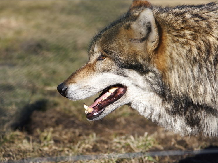 Россиян предупредили об опасности заразиться бешенством от диких животных