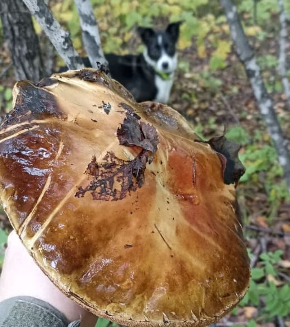 Грибная охота в пригороде Хабаровска: фотоподборка из местного леса