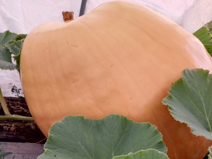 Многодетная мать из Горловки вырастила самую большую тыкву в ДНР