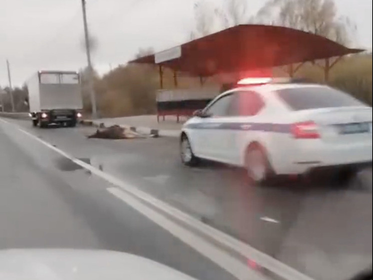 Грузовик сбил лося у остановки «Озеро Медвежье» под Новосибирском