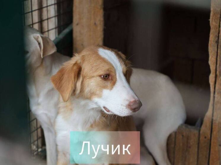 Во Владикавказе 31 собака из приюта «Владпитомник» обрела новую семью за неделю