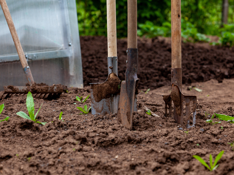 Садовод Татьяна Яньшина: после сбора урожая можно использовать гранулированные удобрения