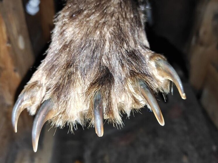 С жителями Хакасии поделились методами по отпугиванию медведей в лесу