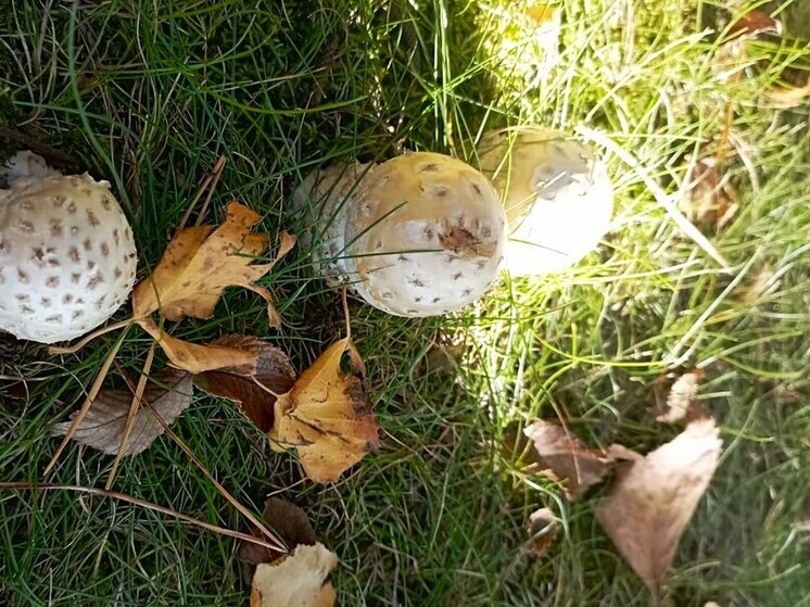 Благодатная пора: жители Хабаровского края охотятся за грибами, ягодами и дикоросами