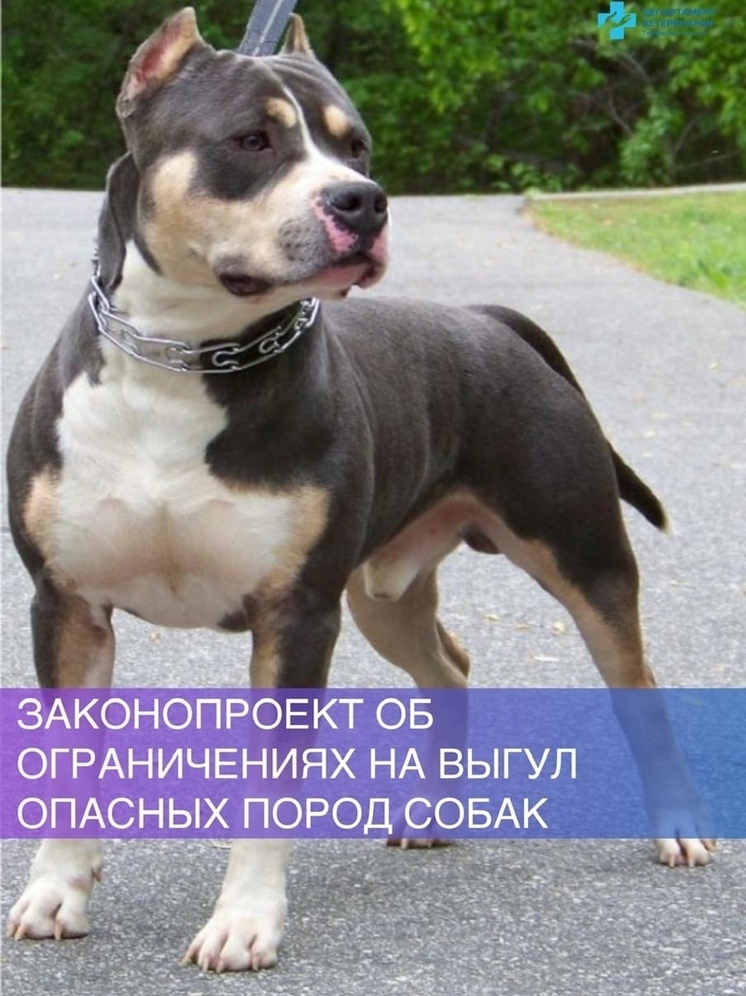 Тамбовчанам запретят гулять с опасными собаками