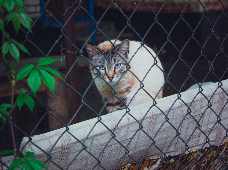 Эксперт предложил жителям Хакасии оценить свою готовность завести кошку