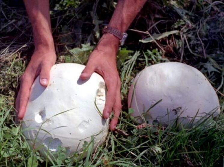 На Васильевском острове в Санкт-Петербурге нашли гриб гигантского размера