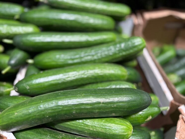 На Ставрополье стартовала посевная огурцов