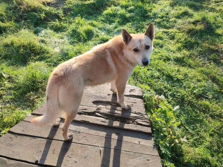 В Каргасокском районе хозяйка заплатит пенсионерке за укус собаки