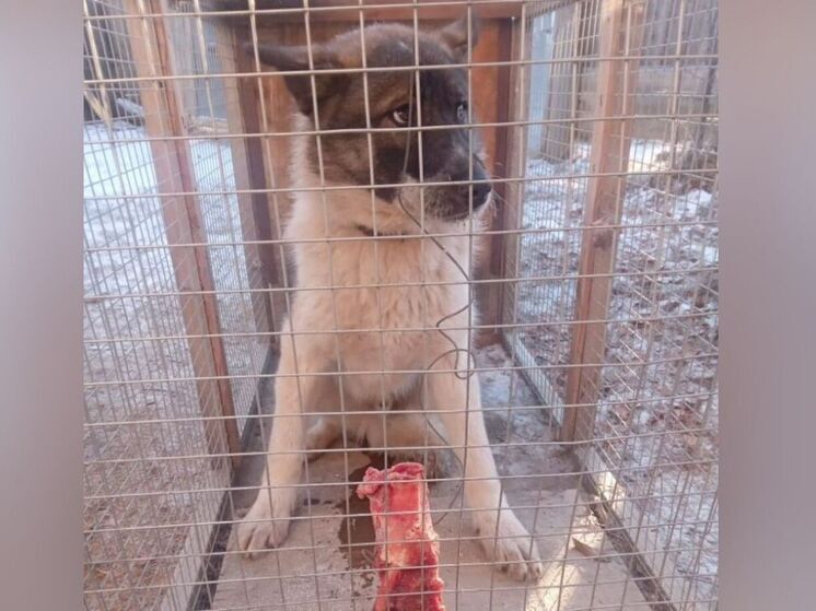 В Якутске выделено дополнительное финансирование для приютов для бездомных животных