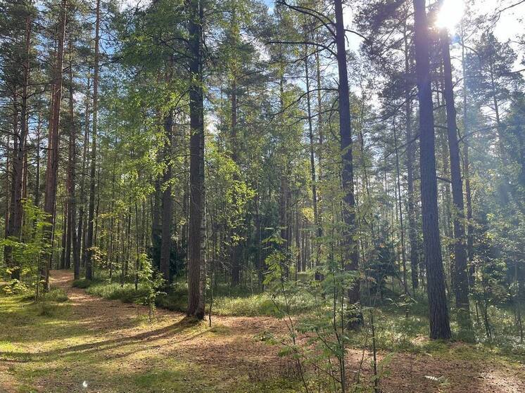 В гости к абазинским лесничим пришли любознательные семиклассники