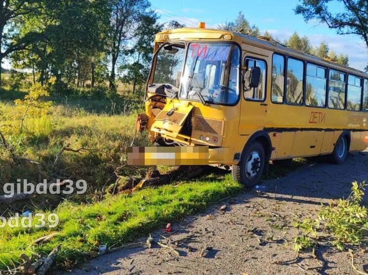 В Немане школьный автобус врезался в дерево