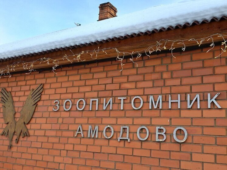Зоопитомник «Амодово» временно закрыли в Чите из-за трагедии