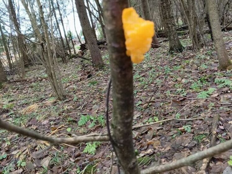 Рослесхоз напомнил дачникам правила сбора валежника для растопки