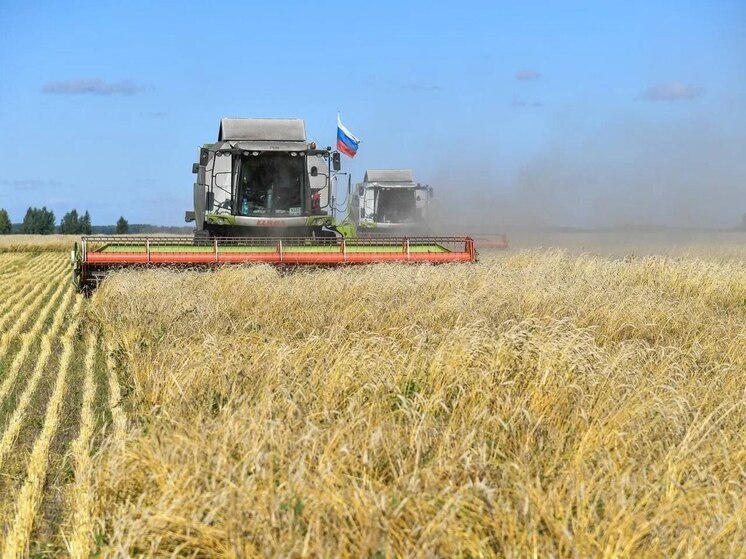 Омские аграрии собрали более 2,7 миллиона тонн зерна