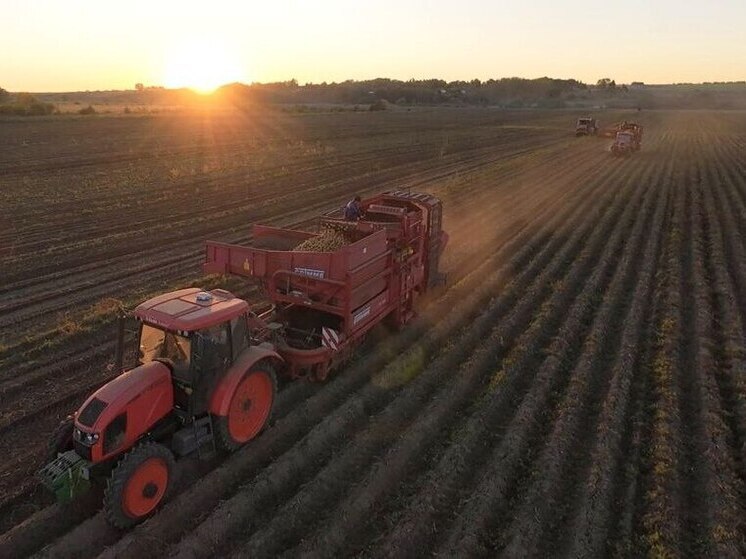 Урожай картофеля в Чувашии вырос на 13%. Лидирует Комсомольский округ