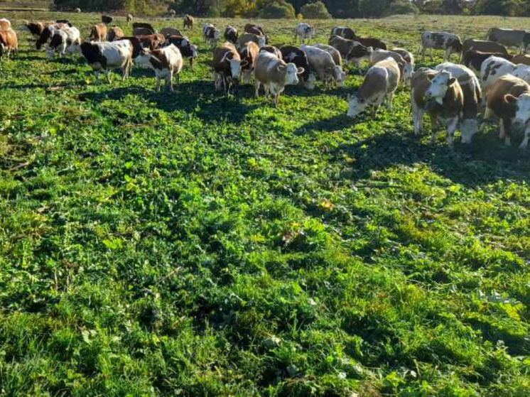 В сельхозоборот вернули 21 га калужской земли