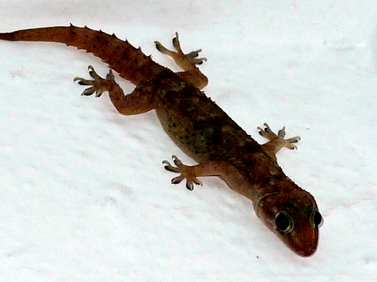 Maune: City life makes lizards more sociable