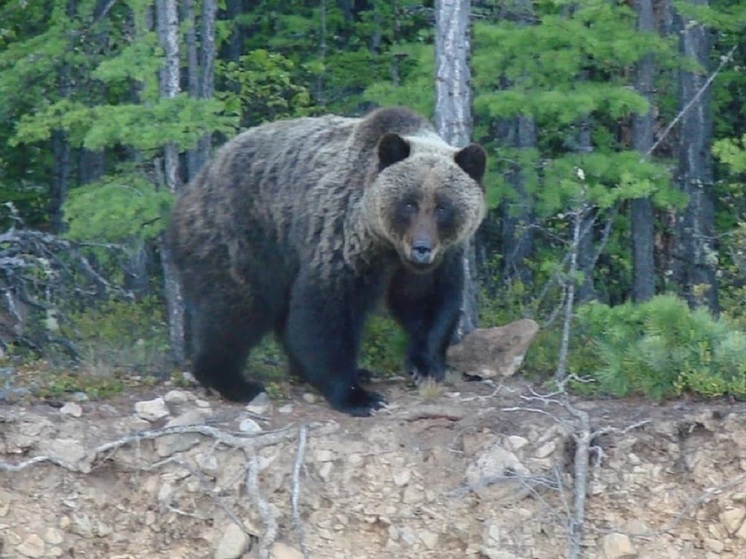 Итоги медвежьего сезона впечатляют, но что с этим делать – непонятно