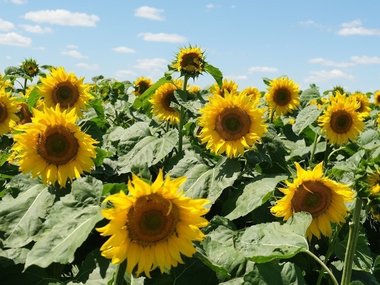 Волгоградский предприниматель недостоверно задекларировал 400 тонн подсолнечника