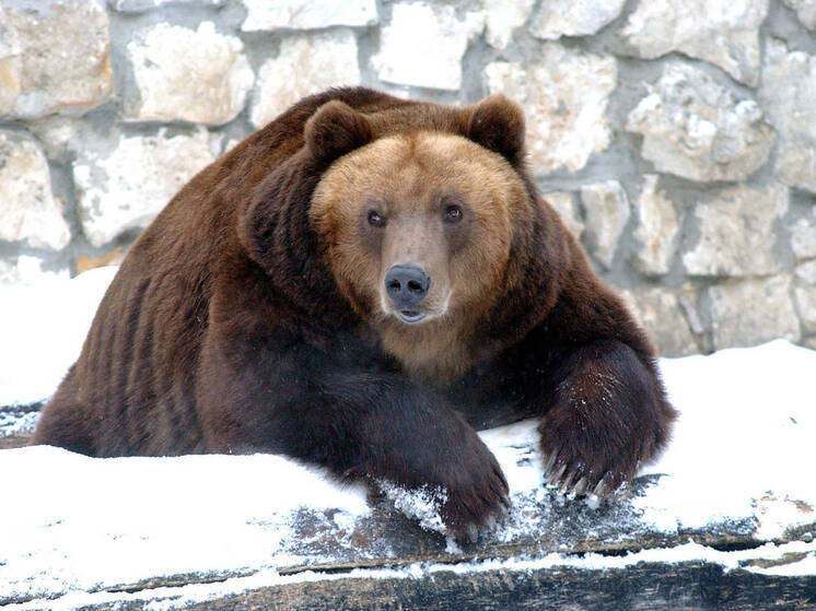 Un orso è stato incontrato inaspettatamente per le strade di Sochi.