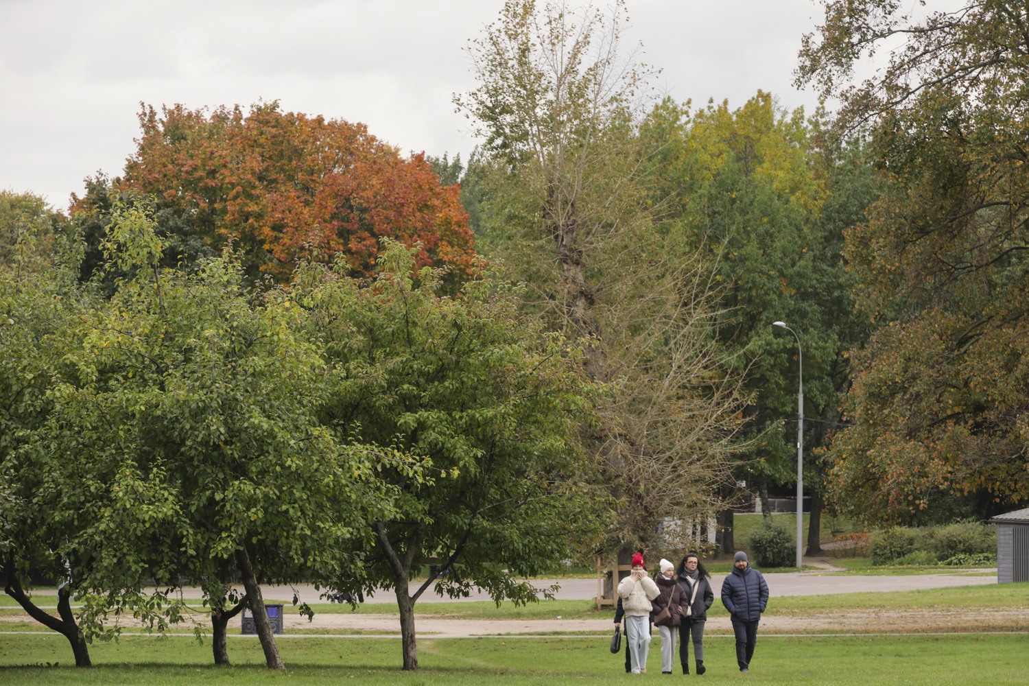 Яблоки на земле