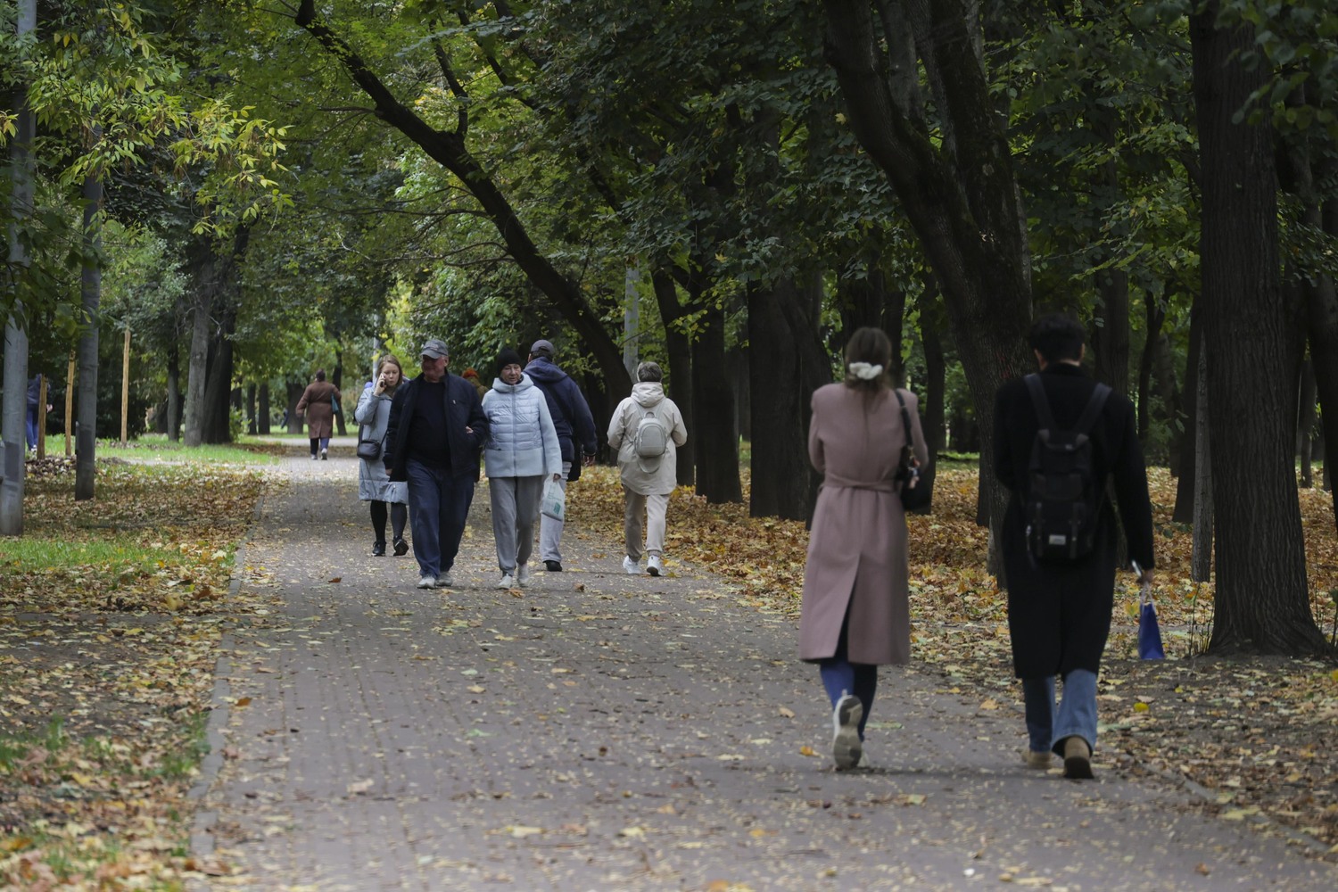 Сбор яблок осенью