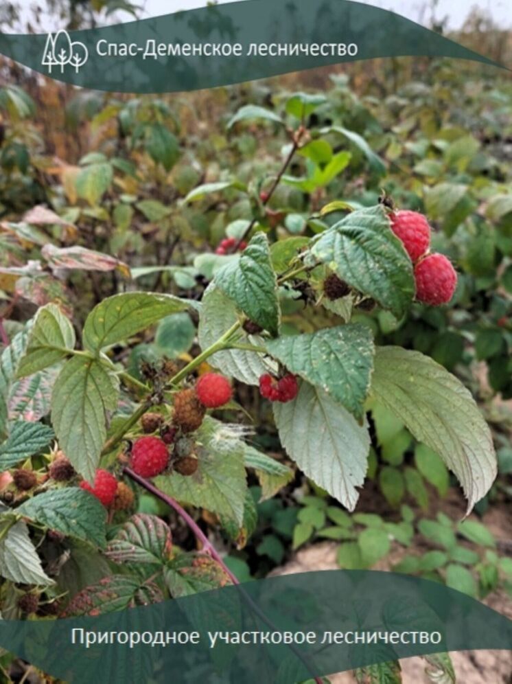 В калужском лесничестве собирают малину