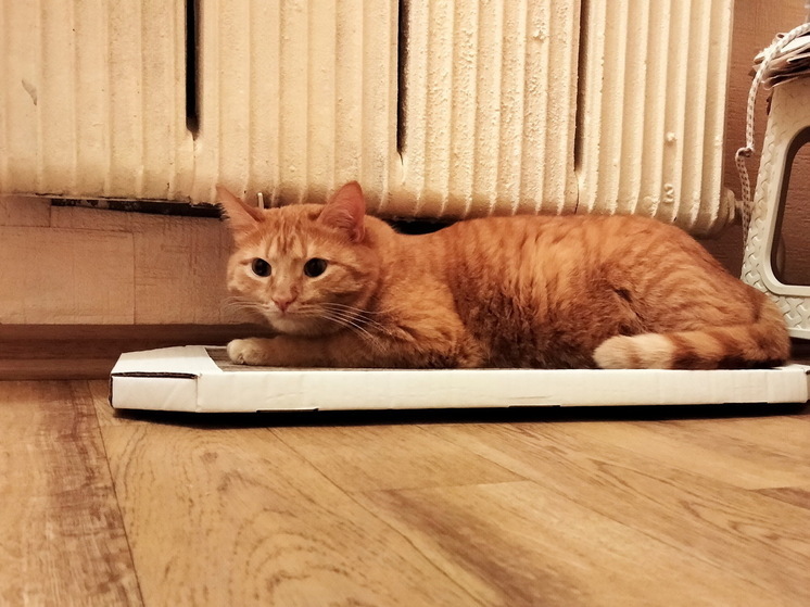 Жителям Эл объяснили, куда жаловаться на холодные батареи