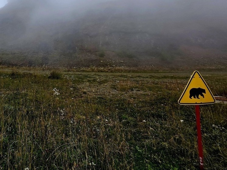 На горнолыжных курортах Сочи продолжают появляться медведи