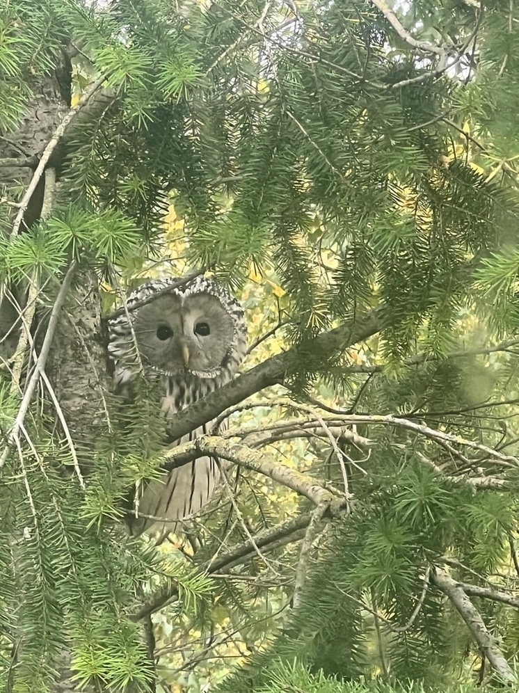 Необычный визит в УФССП России по Псковской области: сова «постучалась» в окно