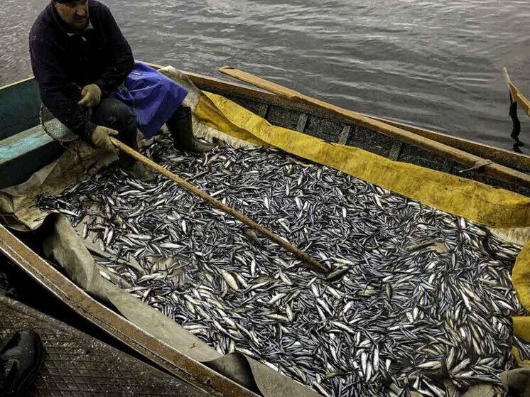 Фестиваль ряпушки пройдет на севере Карелии