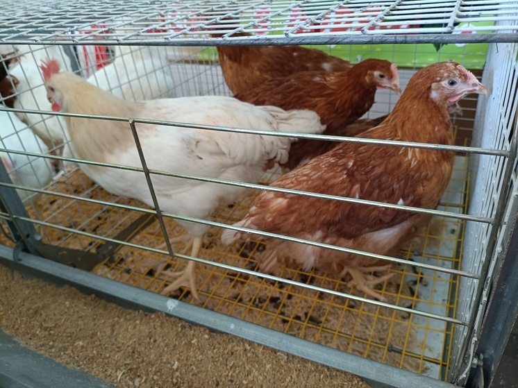 Доля мяса ставропольской птицы в российском производстве достигла 6%