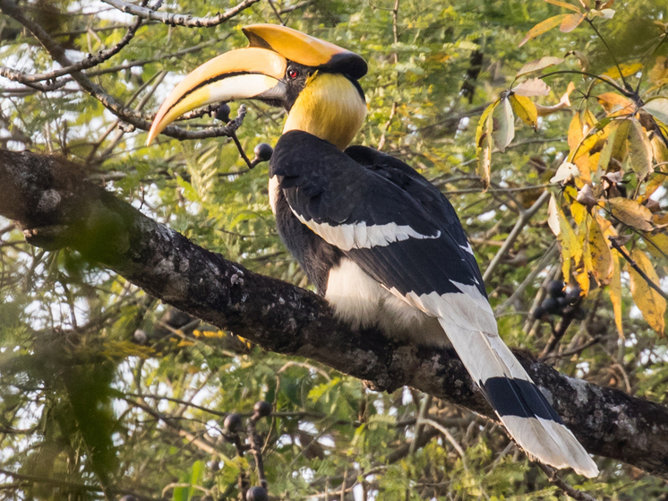 В Петербурге ищут улетевшего из зоопарка большого индийского калао
