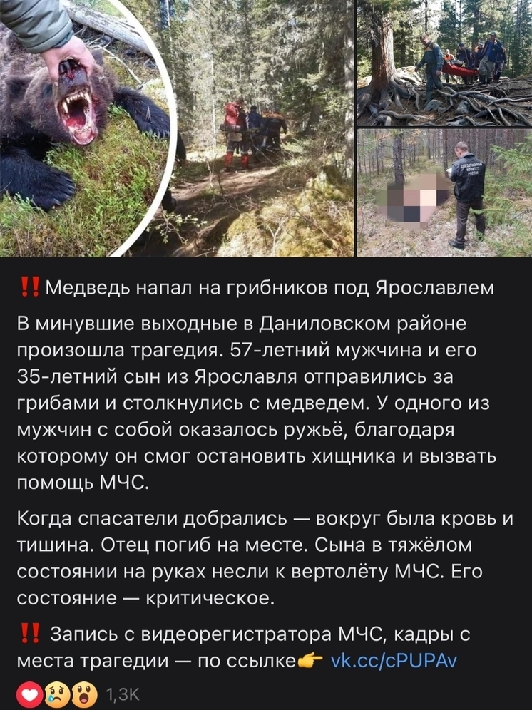 Ярославцев просят не верить фейкам о кровожадных медведях в даниловских лесах