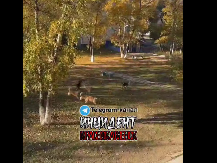 Прокуратура проверит сообщение о стаи бездомных собак в Краснокаменске