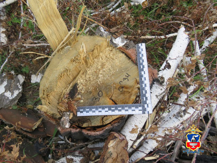 В Алтайском крае поймали «черных лесорубов», нарубивших берез на миллион рублей