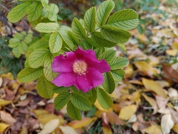 День Арины Шиповницы: что важно в Журавлиный отлет