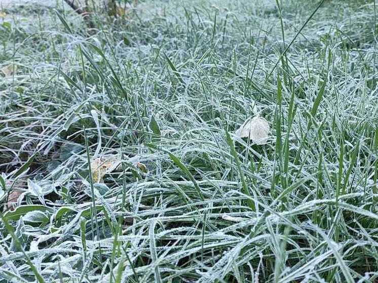 Первые последствия заморозков сфотографировали жители воронежской Рамони