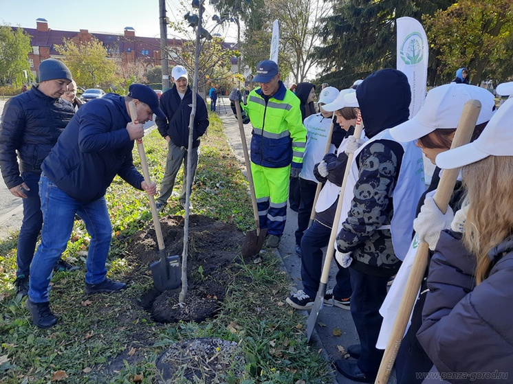 В Пензе продолжаются масштабные работы по озеленению городских территорий