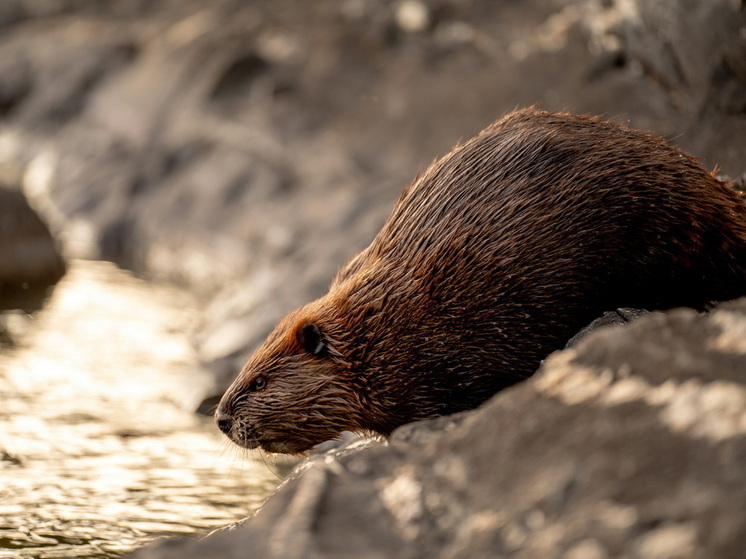 В Марий Эл открылась охота на бобра