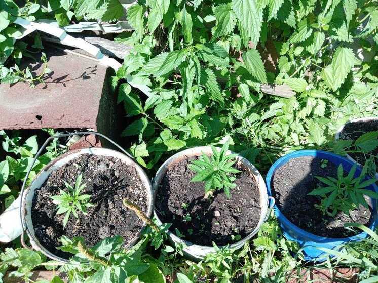 У жителя Колышлейского района обнаружили 33 куста конопли, выращенных в горшках