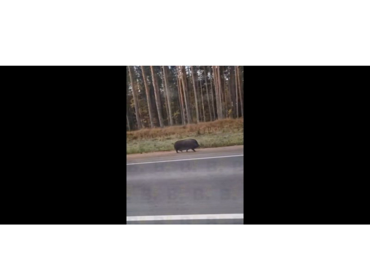 По обочине трассы под Петрозаводском прогуливался дикий поросенок