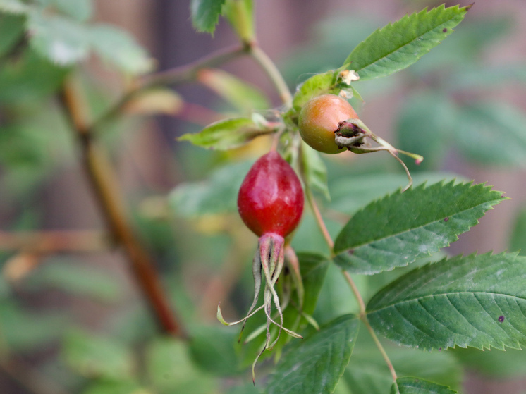 Что приготовить из шиповника